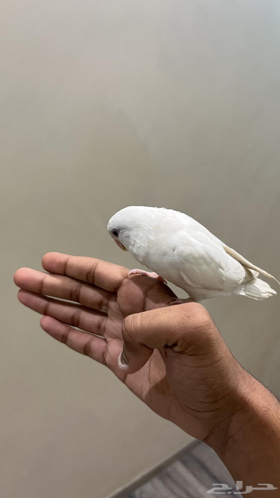 Tir Roz64550174299267110