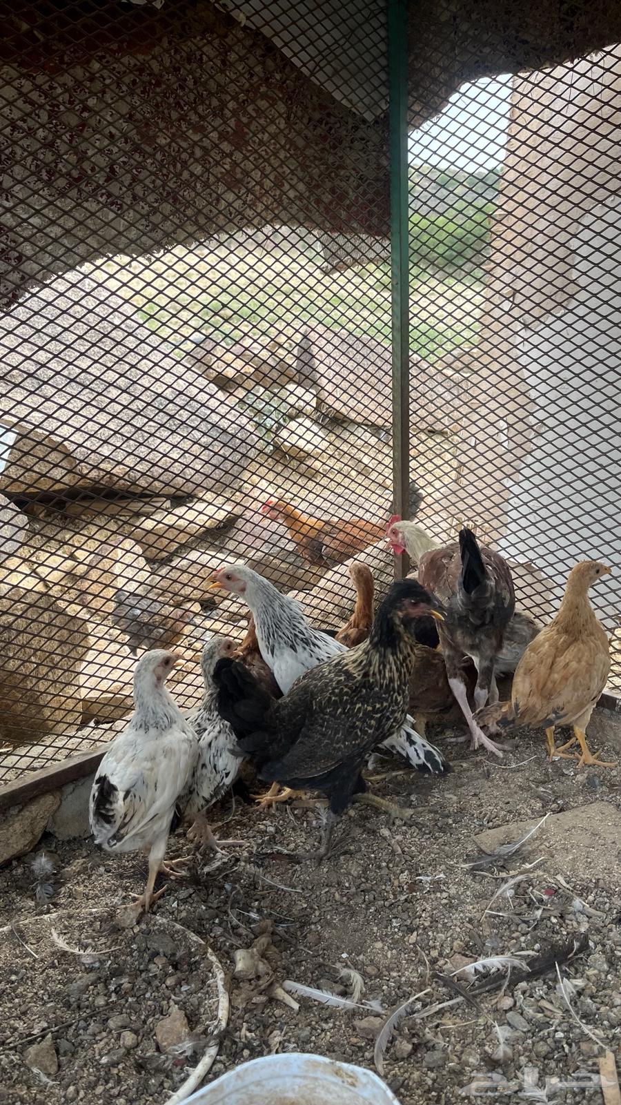 فريج للبيع العمر شهرين الصحة شرط64551589981953113