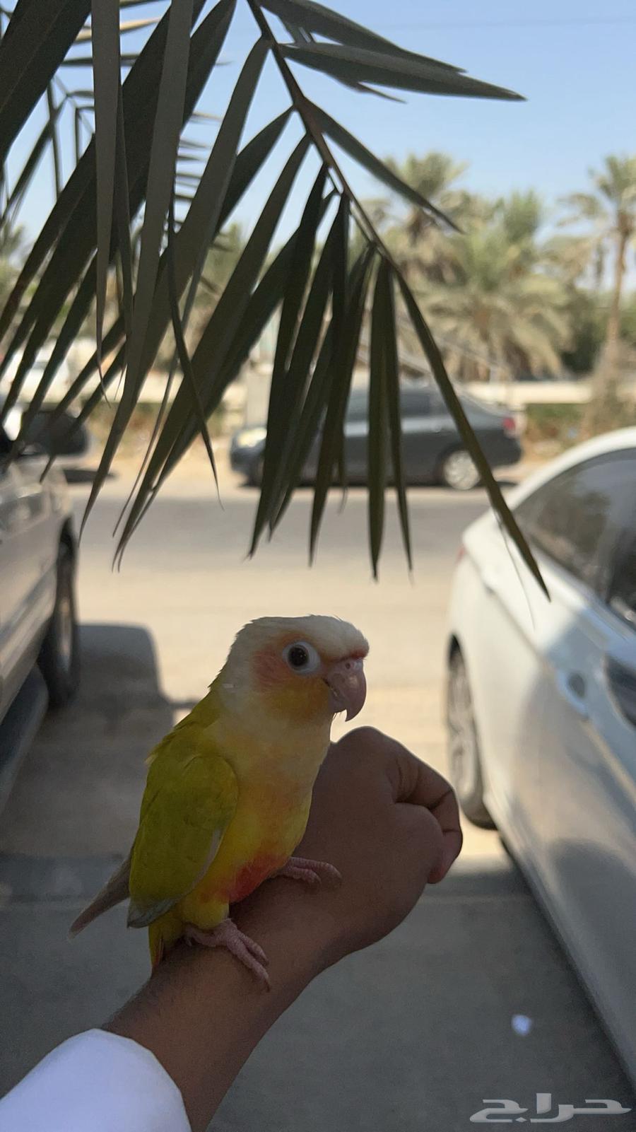 كنيور صن شيك هدد خارجي (تم البيع)64551962002307110