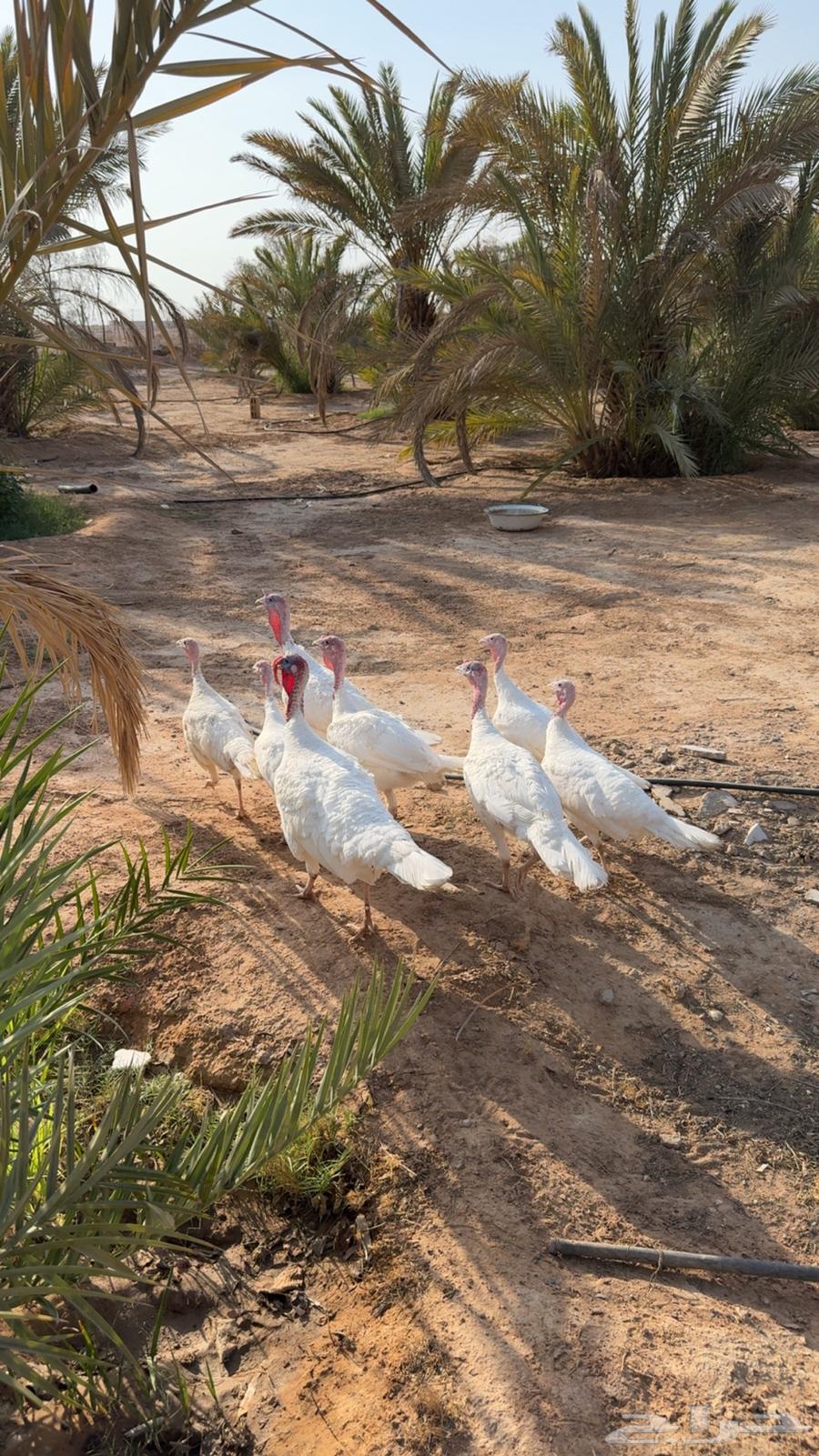 دجاج رومي بياض وانتاجه64548772550787110