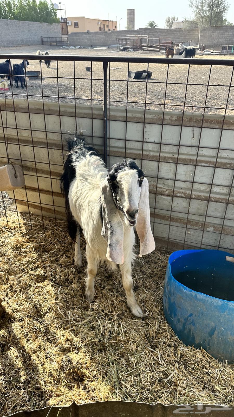 عنز جذعه دافع تم البيع64545431368194110