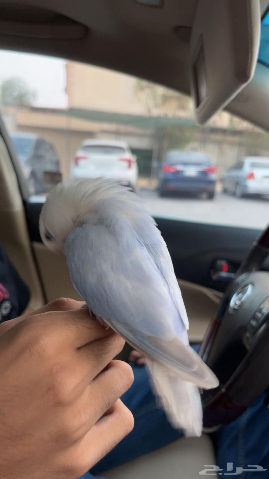 روز اليف64549740383617112