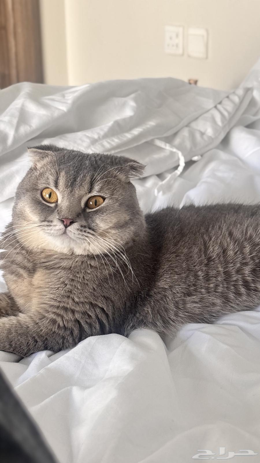 Scotch Fold64552561967618111