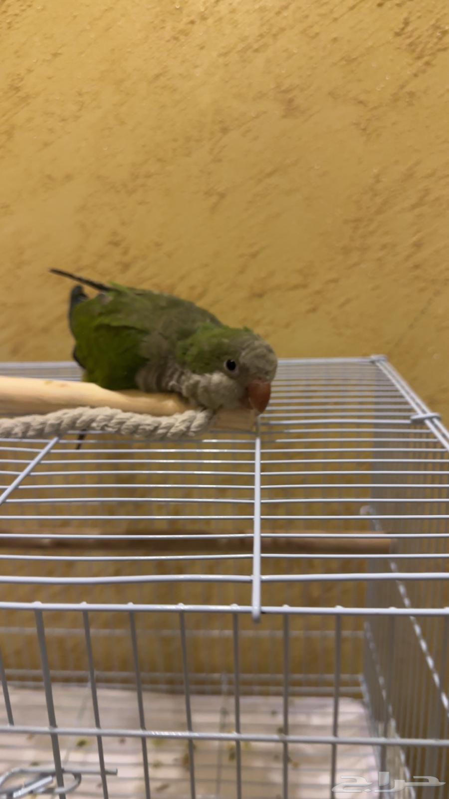 Quicker for sale at a reasonable price64551734036353110