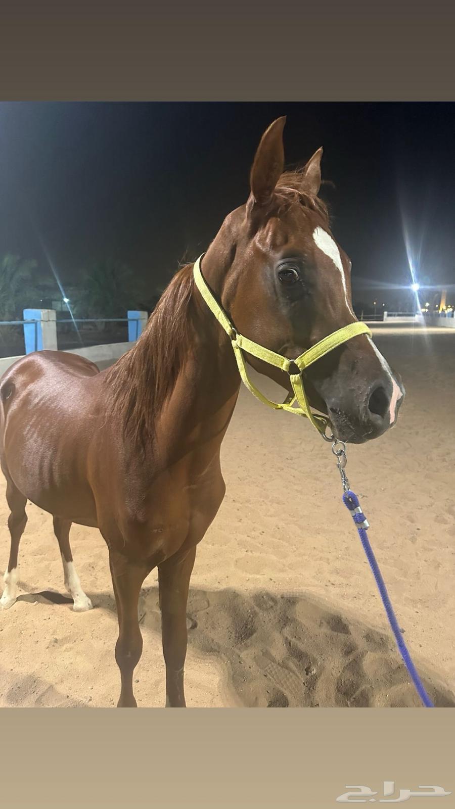 خيل للبيع شعبي عمره سنه ونص64544720290434110