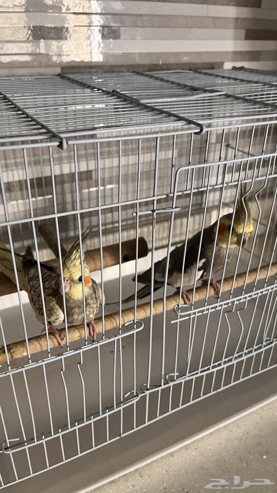 زوجين كوكتيل64548309049473113