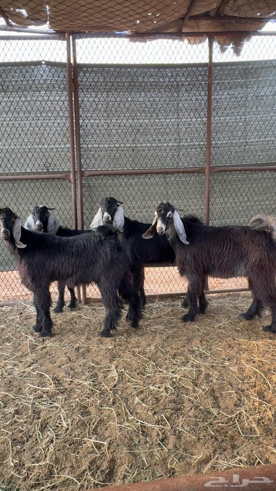 تيوس. تم البيع64545303161218110