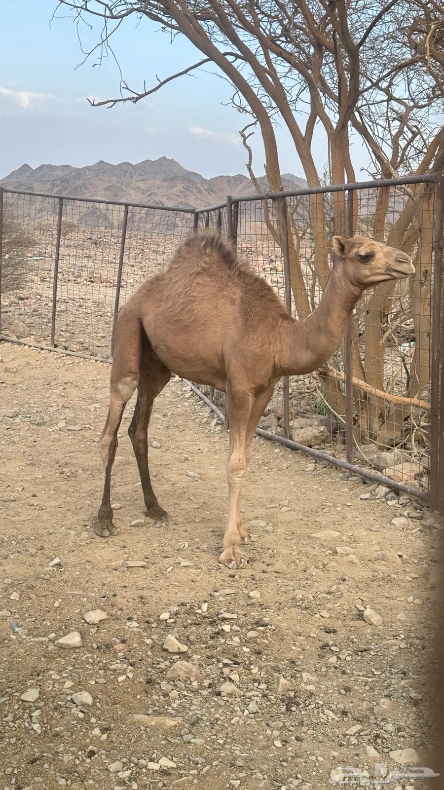 Camel calves64546860363905113