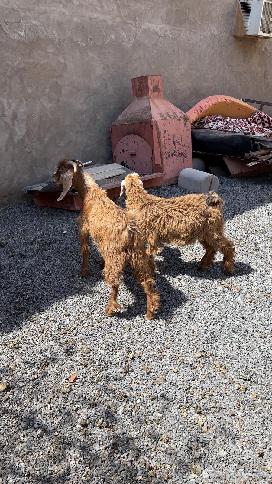 Goats for sale, healthy and clean64552120189825111