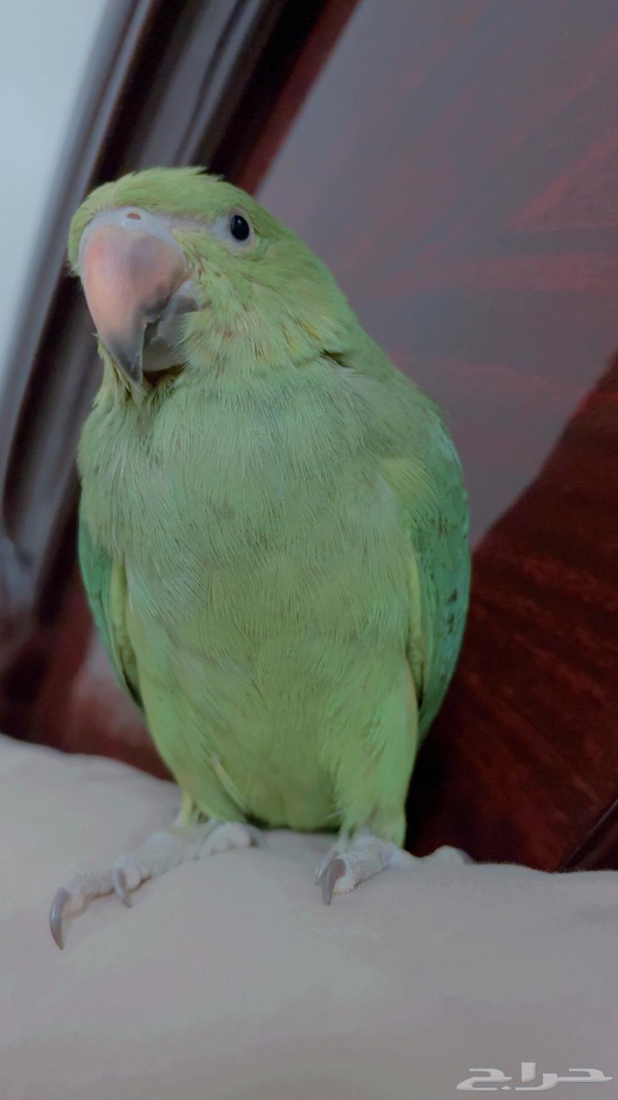 دره للبيع او تبديل64544991032706110