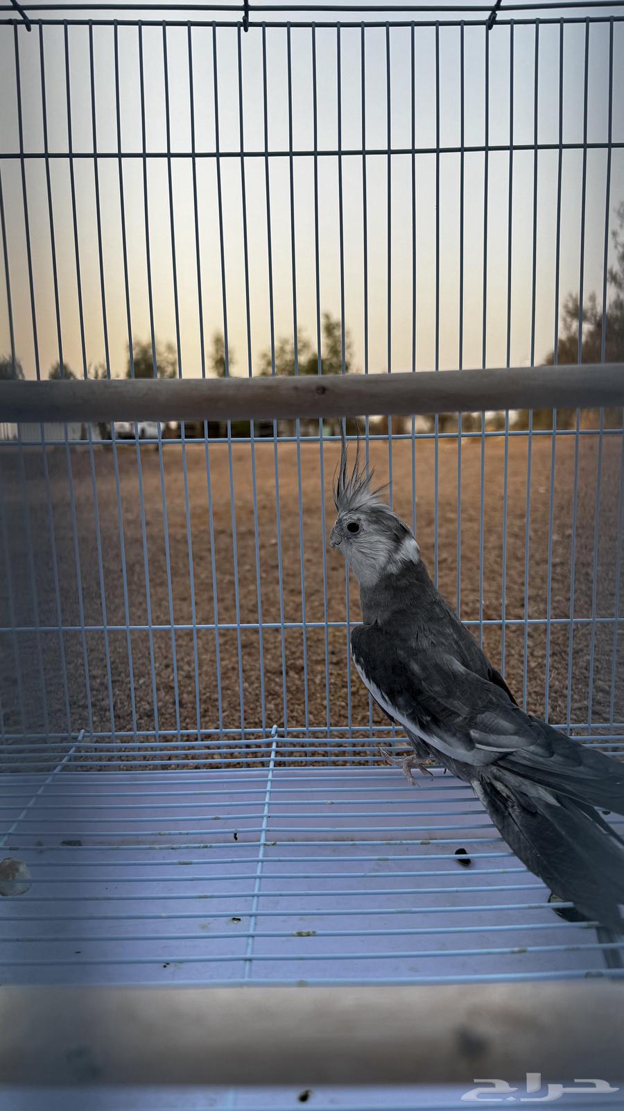 كروان للبيع64551018027265111