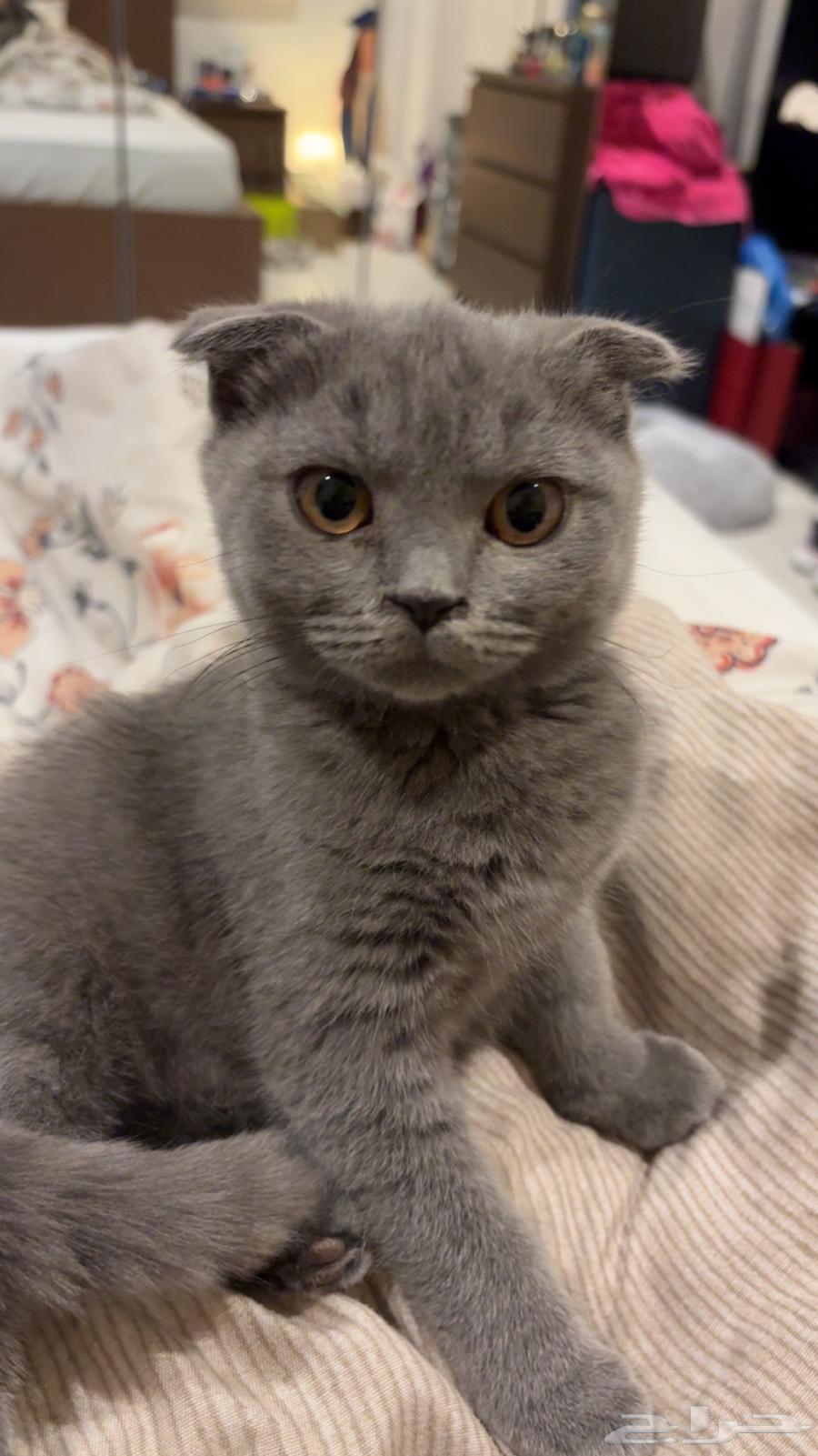 بسه سكوتش فولد مع اغراضها64546692646531113