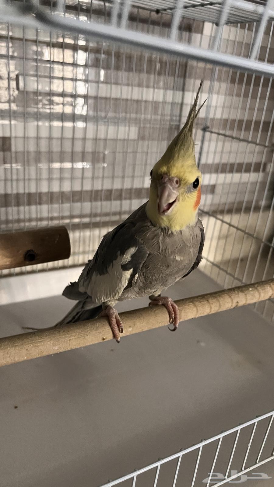 زوجين كوكتيل64548309049473112