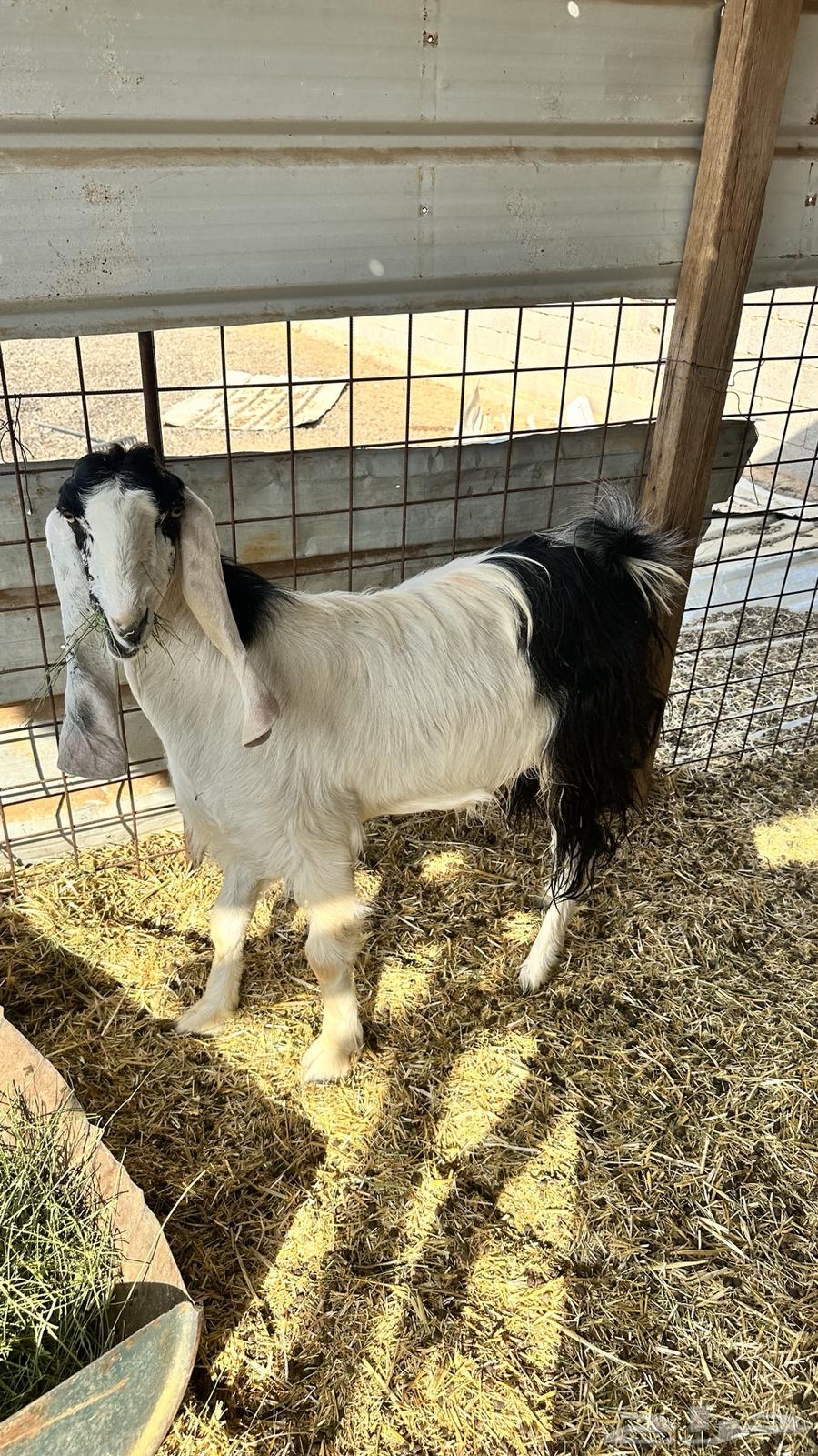 عنز جذعه دافع تم البيع64545431368194112