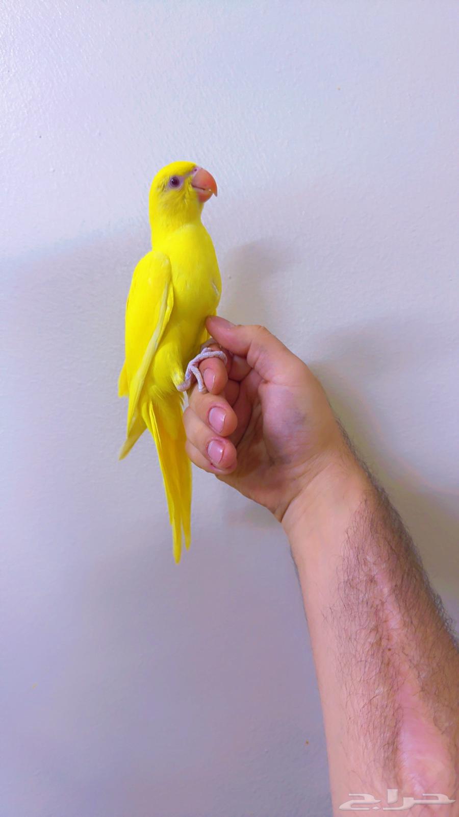 دره لاتينو فرخ اليف جدا لون وحجم مميز ( تم البيع )64544566249346111