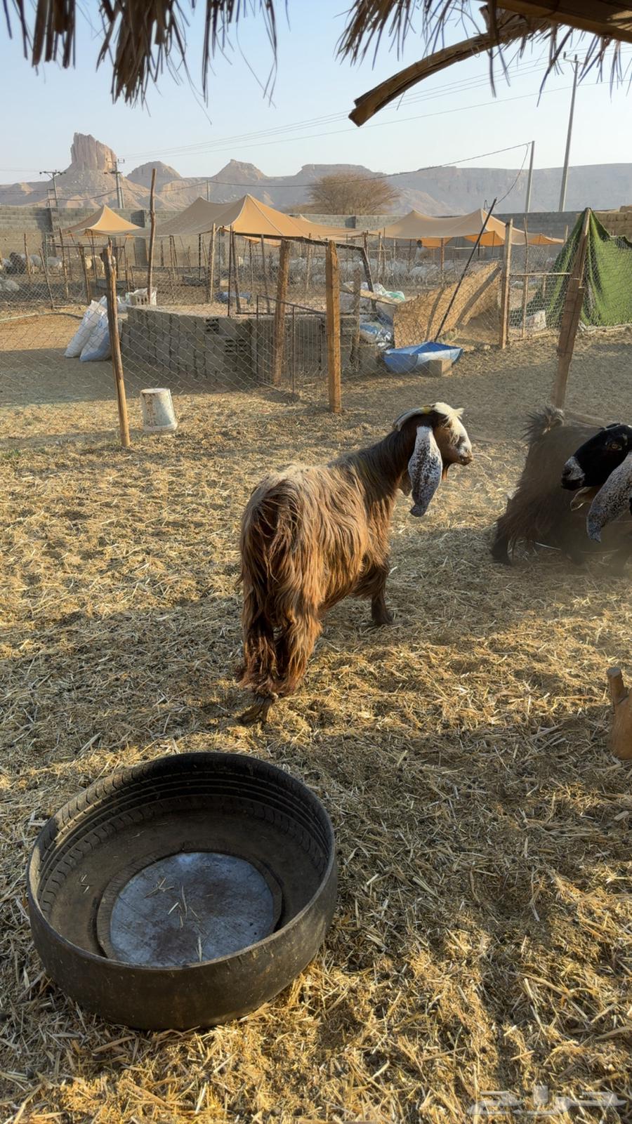 معزى دفيع فحص سونار64550495243139113