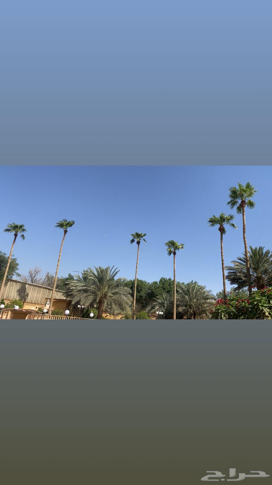 Cleaning and cutting dry palm fronds (jereed), up to 15 meters of palm trees64482240898435113