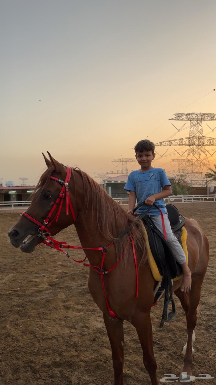 سلام عليكم حصان للبيع واهو64547652635651111