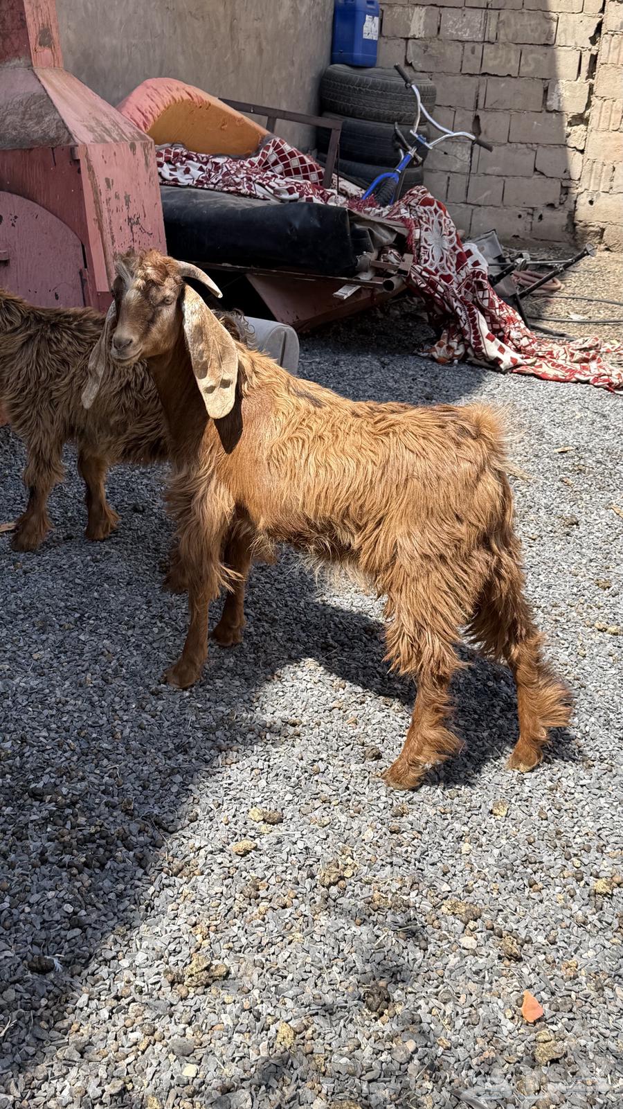 Goats for sale, healthy and clean64552120189825110