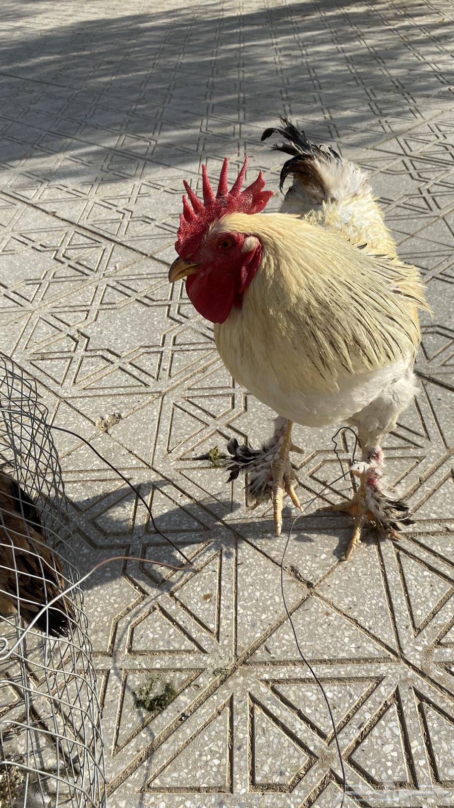 ديك براهما64543959311105113