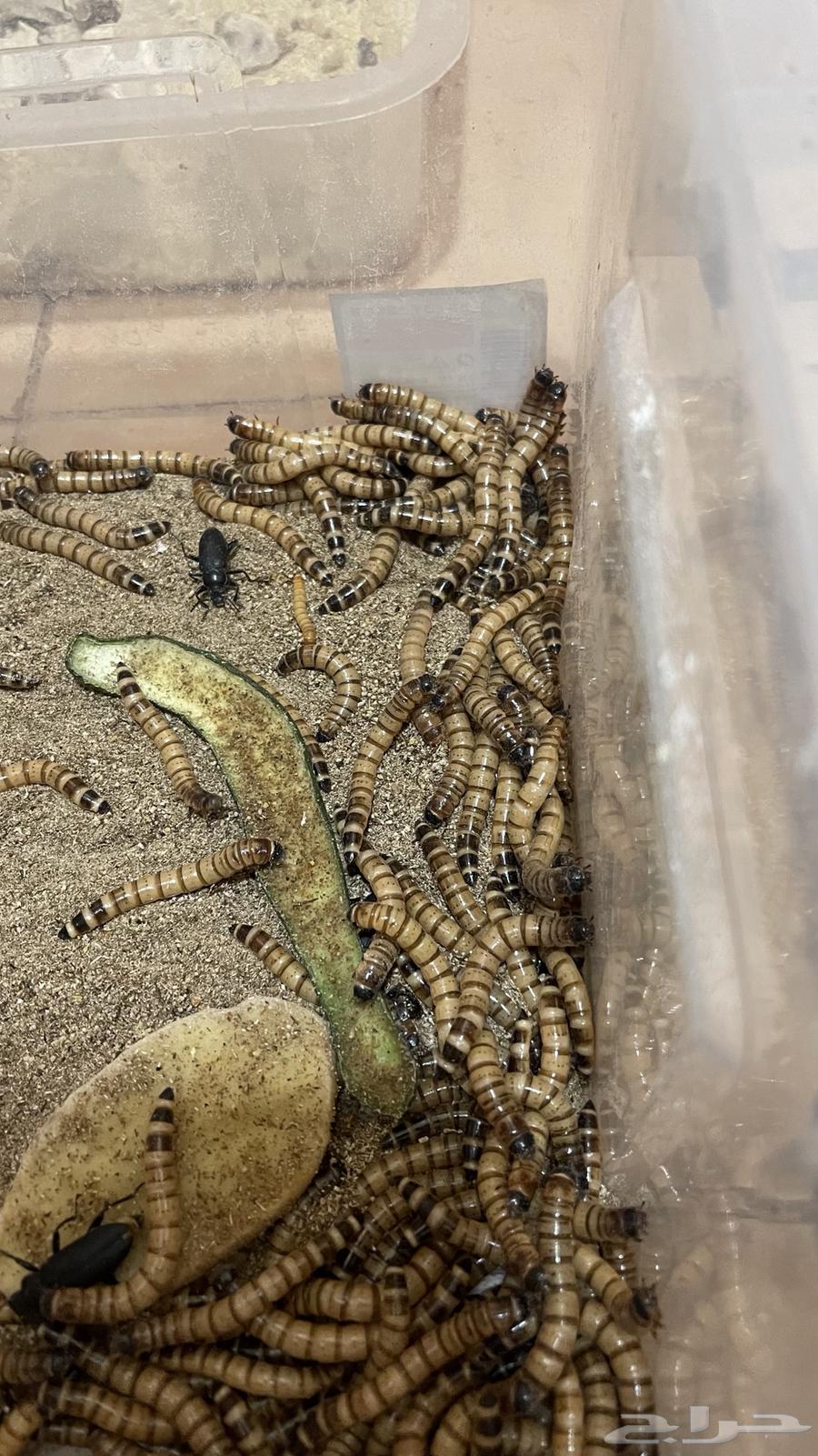 12g Hookah Charcoal for 10 SAR and 3 Ants for 1 SAR64487773966721111