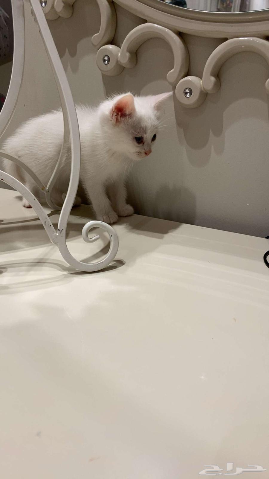 3 قطط شيرازي ابيض للبيع64549514226818114