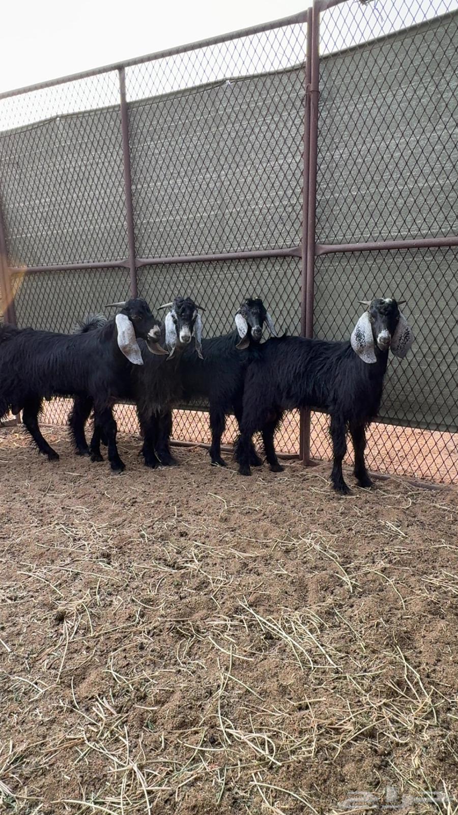 تيوس. تم البيع64545303161218111