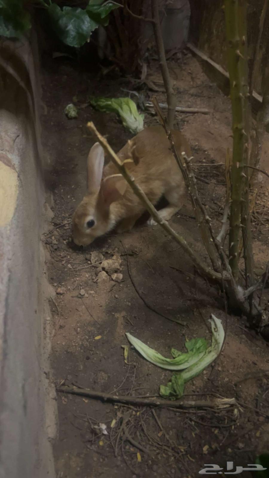 Rabbit64551805632386110