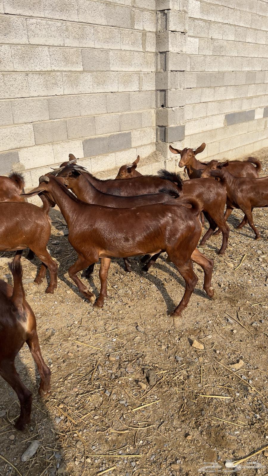 جفار دهم دبس 10 بالفحل( تم البيع )64545492004481110