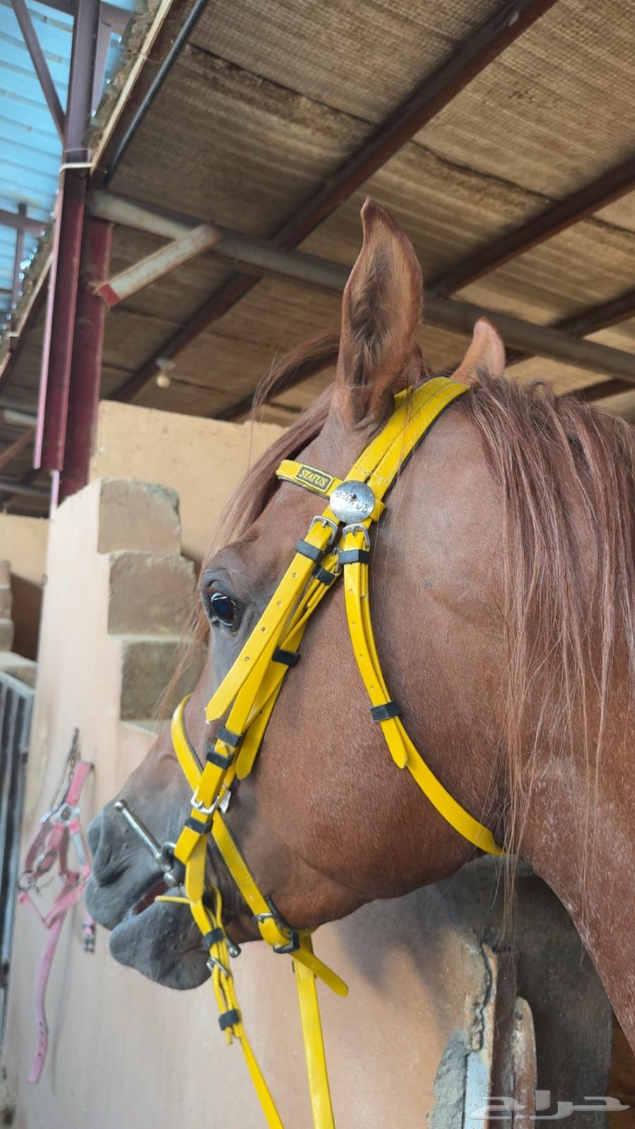 سلام عليكم حصان للبيع واهو64547652635651113