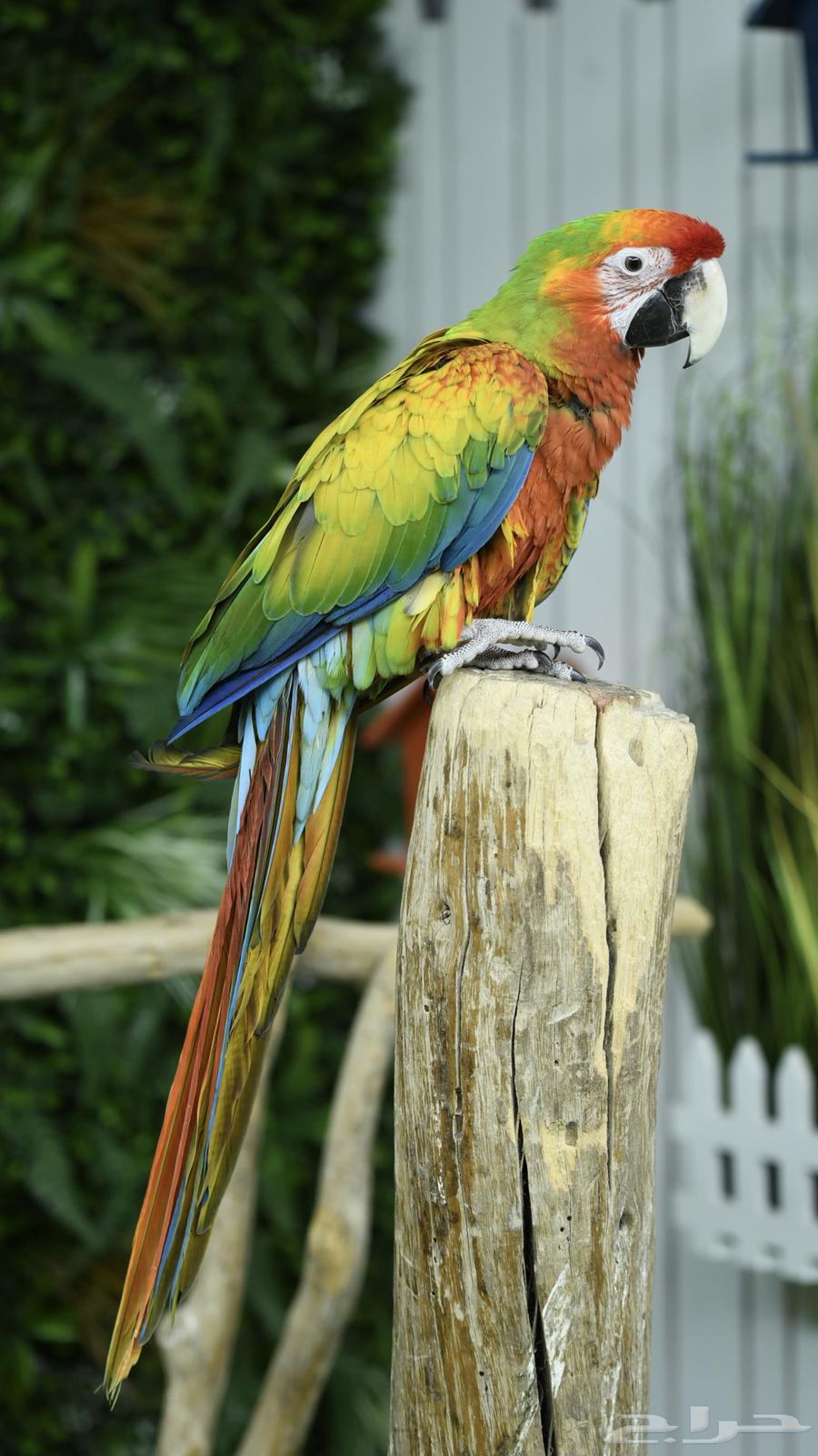 Rare Verdant Macaw with Ownership Certificate (Sold)64550917014658112