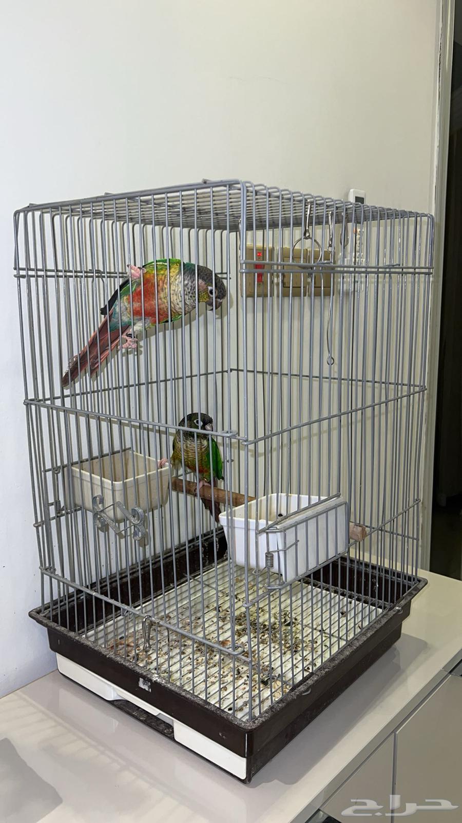 طيور كنيور64550874263042114