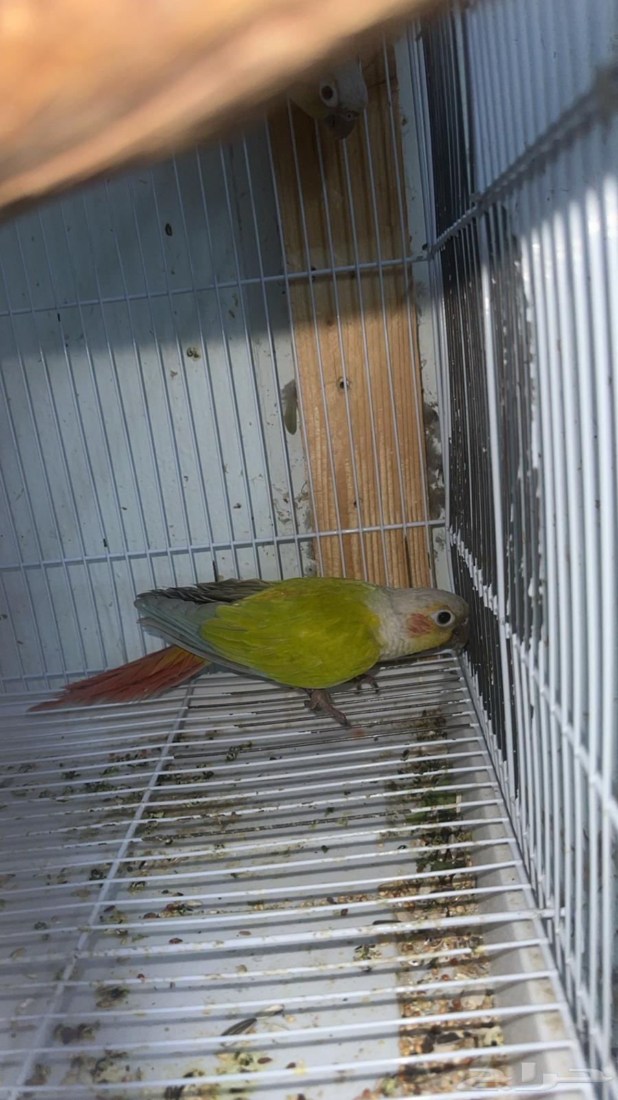 Diverse, productive, and distinctive Kenyor pairs (single - bulk)64548322904577110