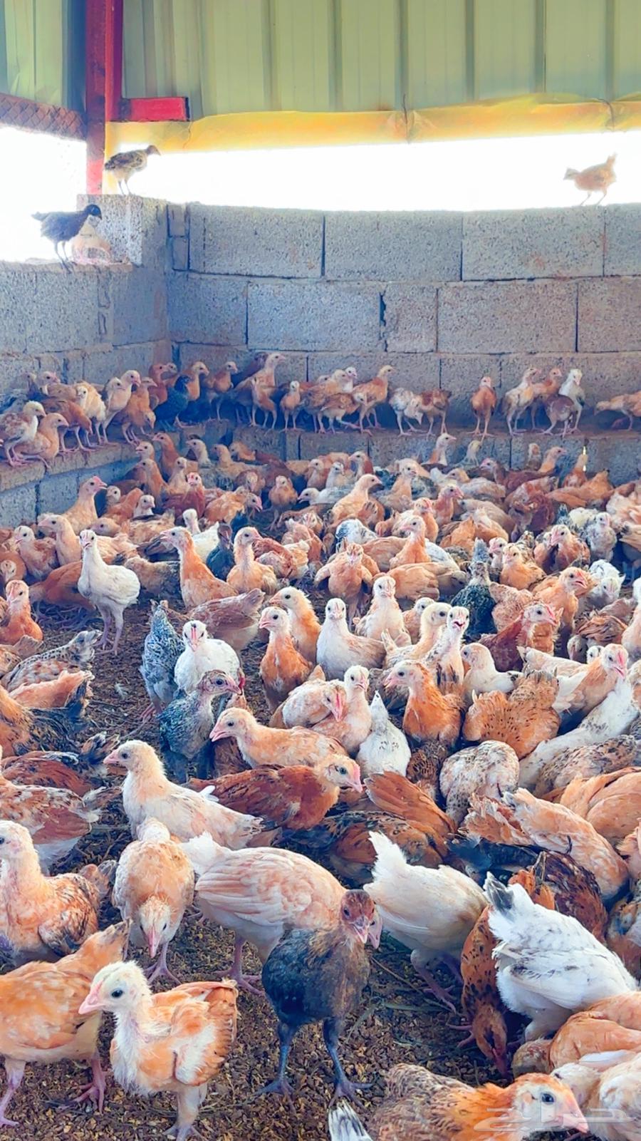 صوص بلدي64520741064193110