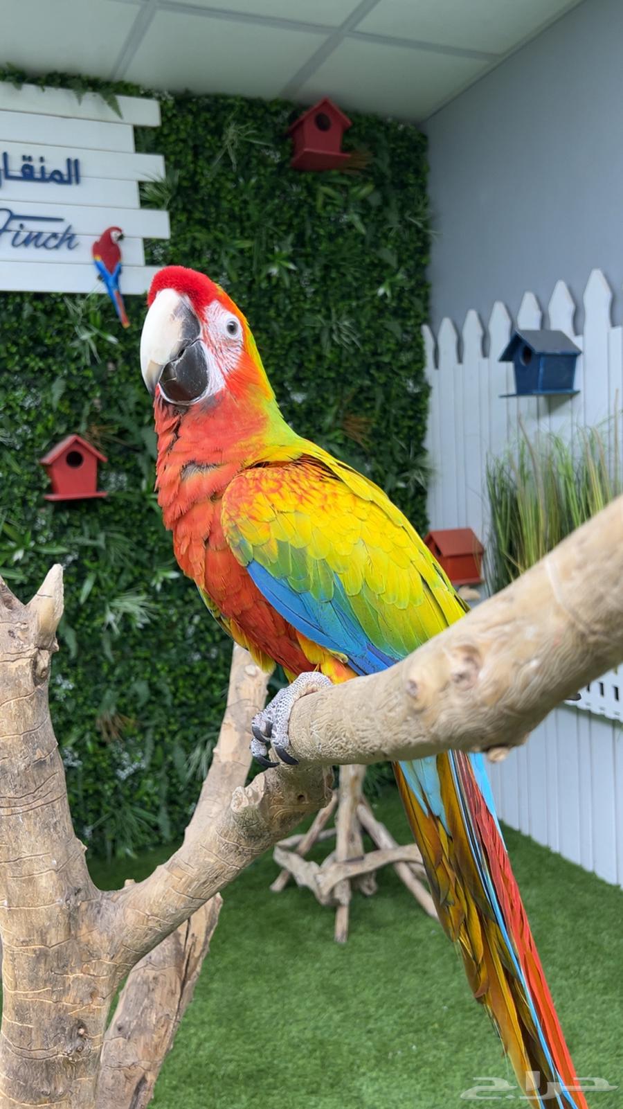 Rare Verdant Macaw with Ownership Certificate (Sold)64550917014658110