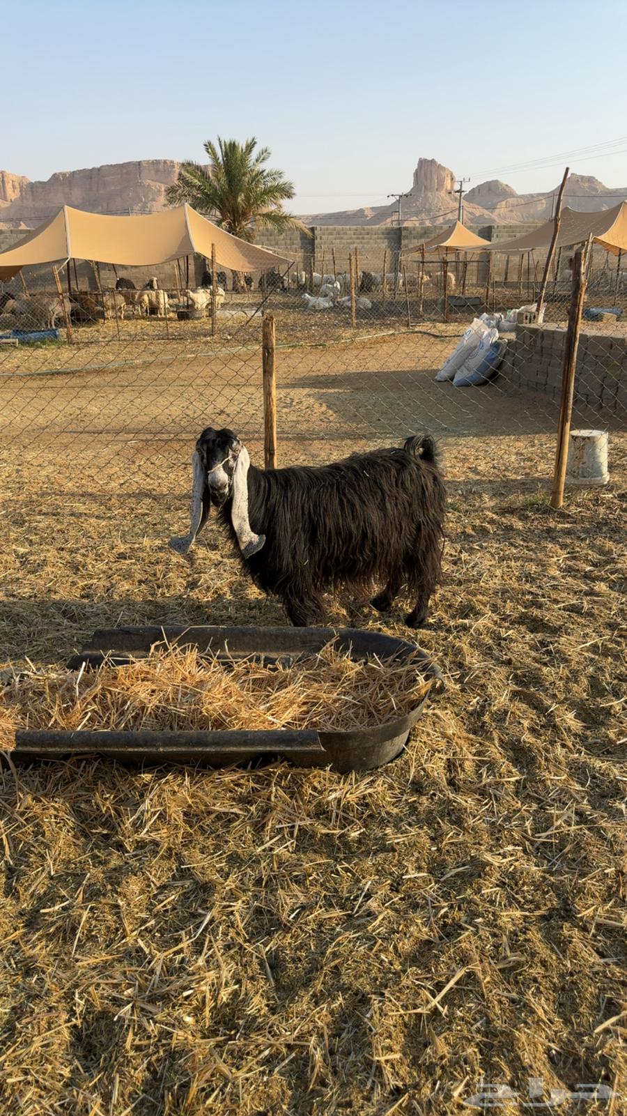 معزى دفيع فحص سونار64550495243139110