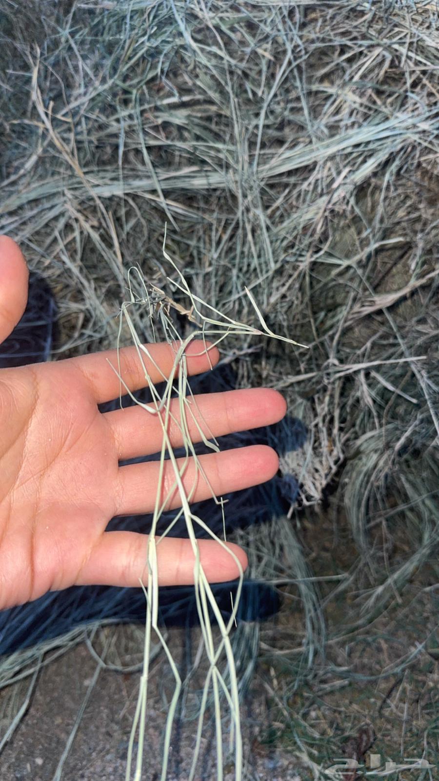 Clean farm feed, soft paper64550379655937111