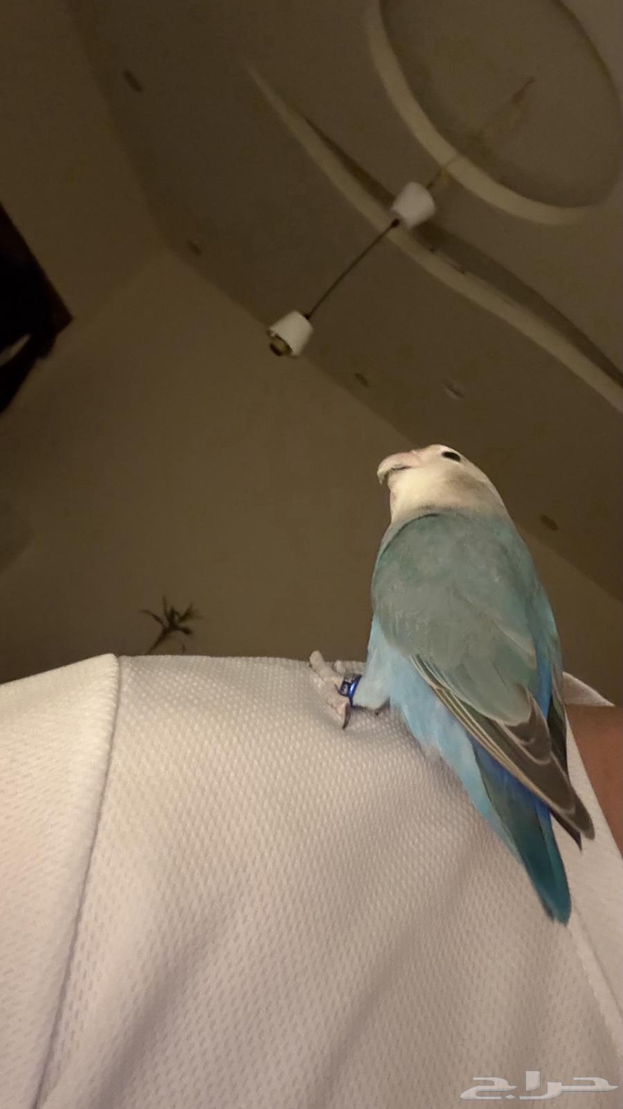 روز للبيع مستعجل64548406433154111