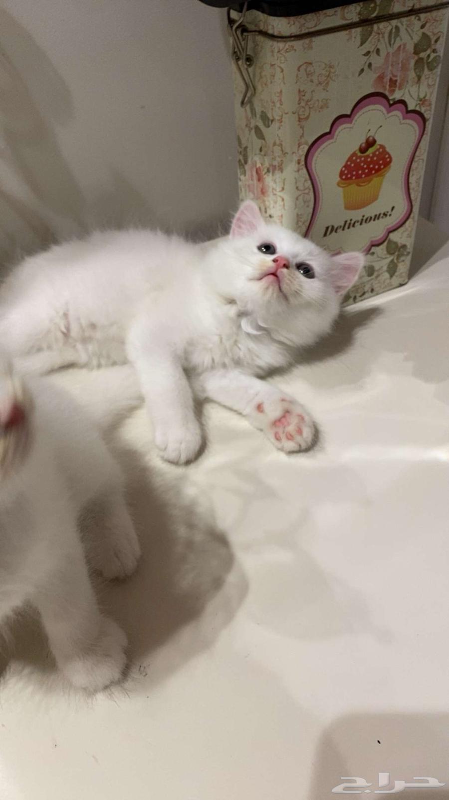 3 قطط شيرازي ابيض للبيع64549514226818111