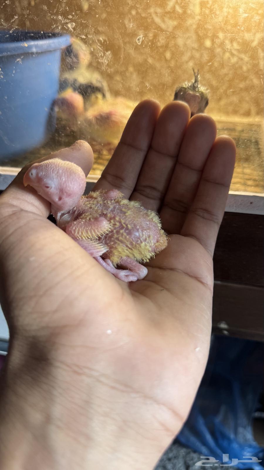 للبيع فروخ كروان روز (( تم البيع ))64548476748417111