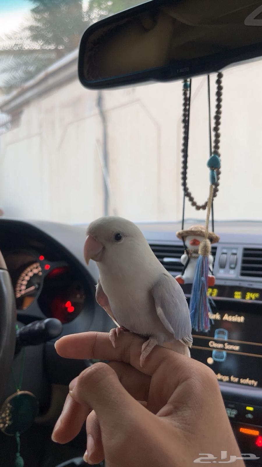 روز اليف64549740383617110