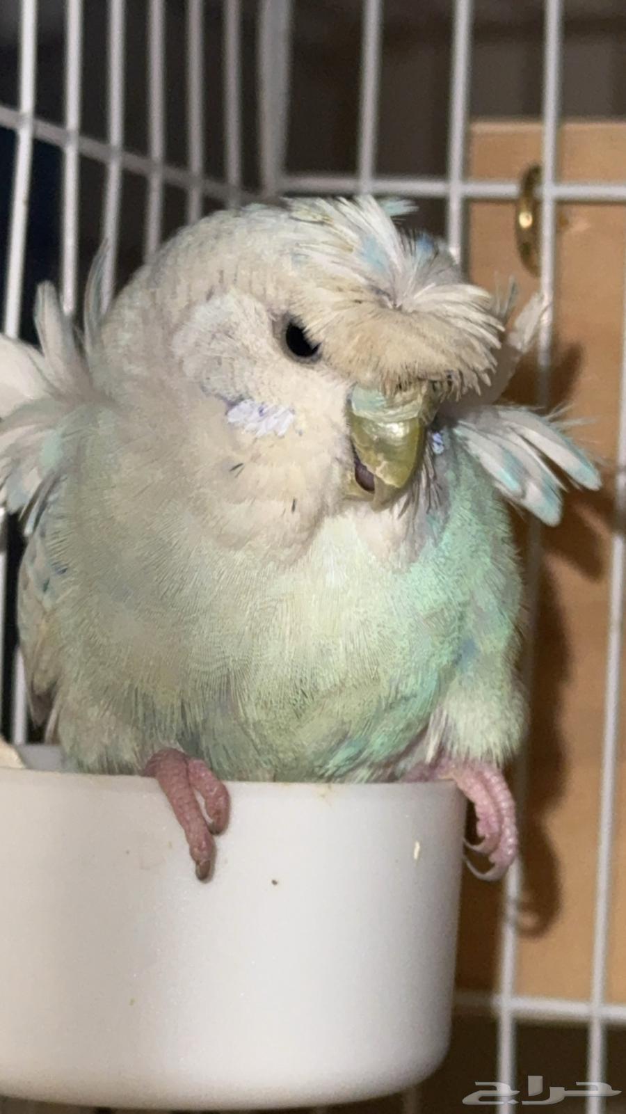 جوز بادجي طيور الحب64545729581569112