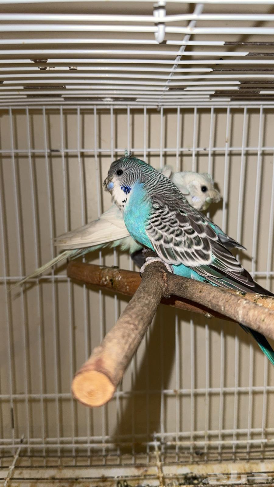 جوز بادجي طيور الحب64545729581569111