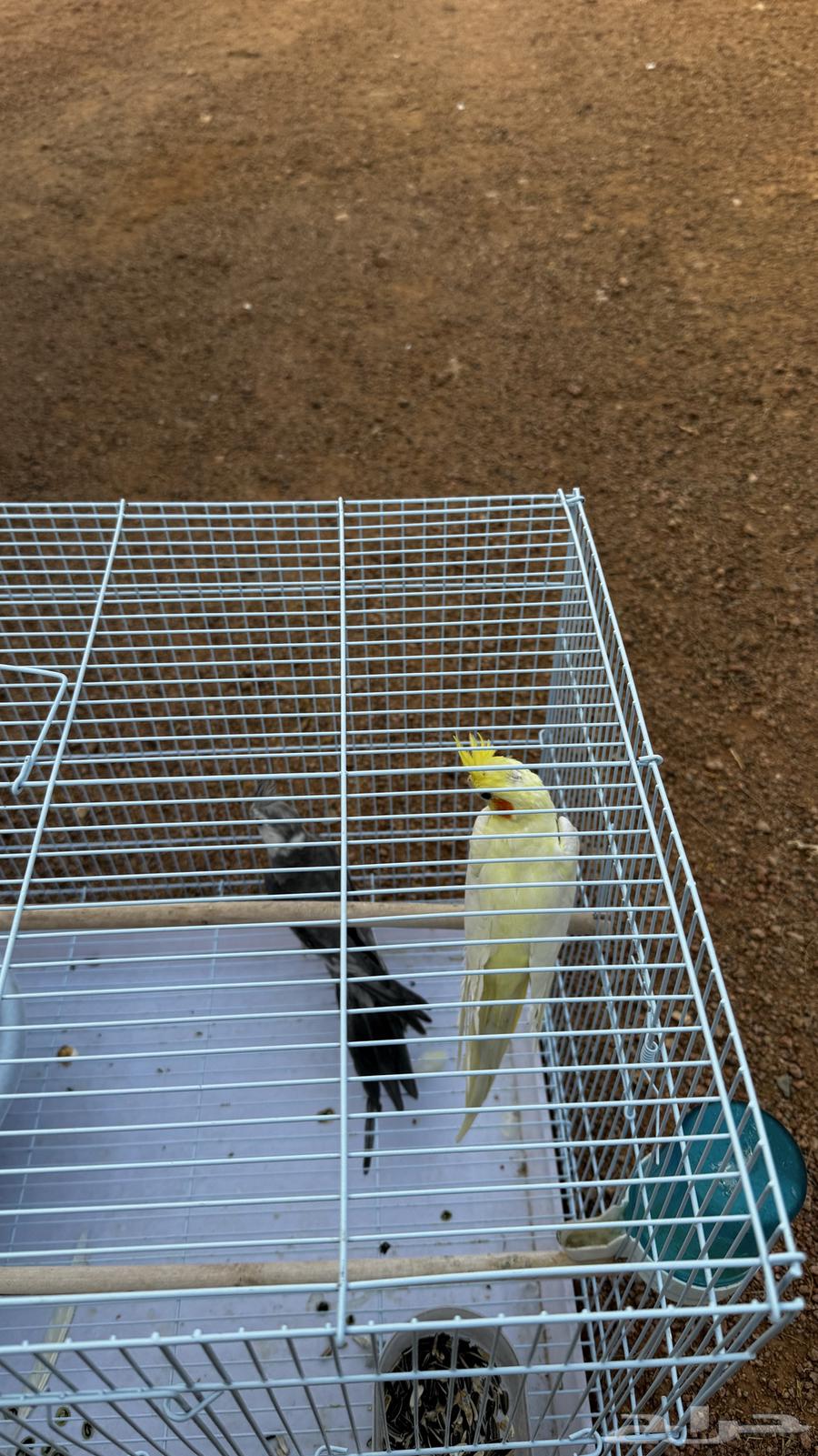 كروان للبيع64551018027265112