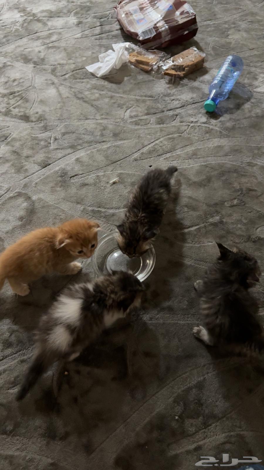 Kittens64551490620290112