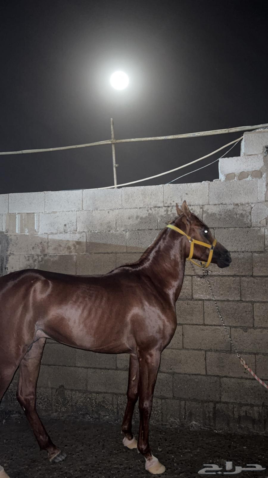 سلام عليكم حصان للبيع واهو64547652635651114