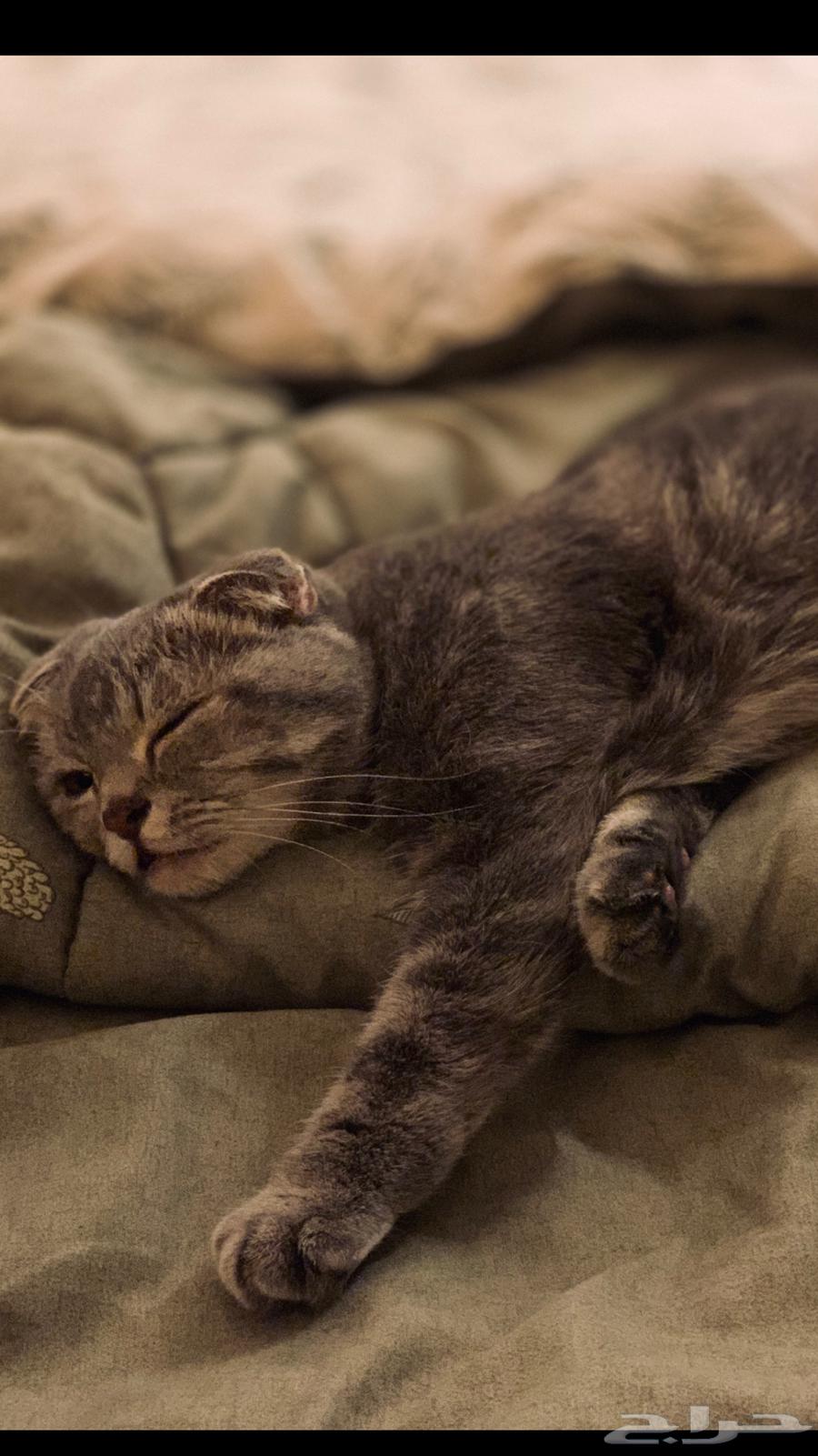 بسة للبيع64547610987393112