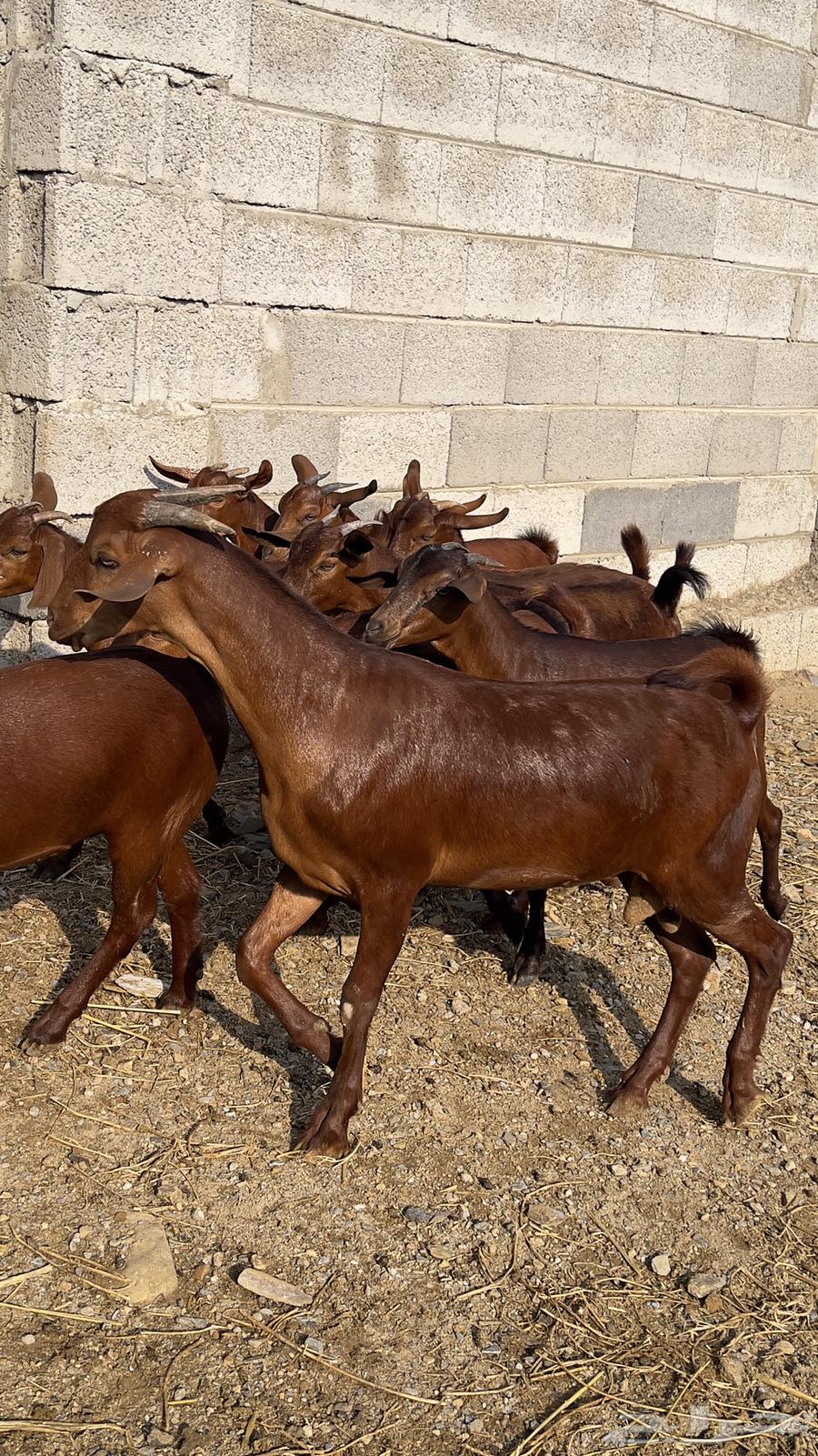 جفار دهم دبس 10 بالفحل( تم البيع )64545492004481114