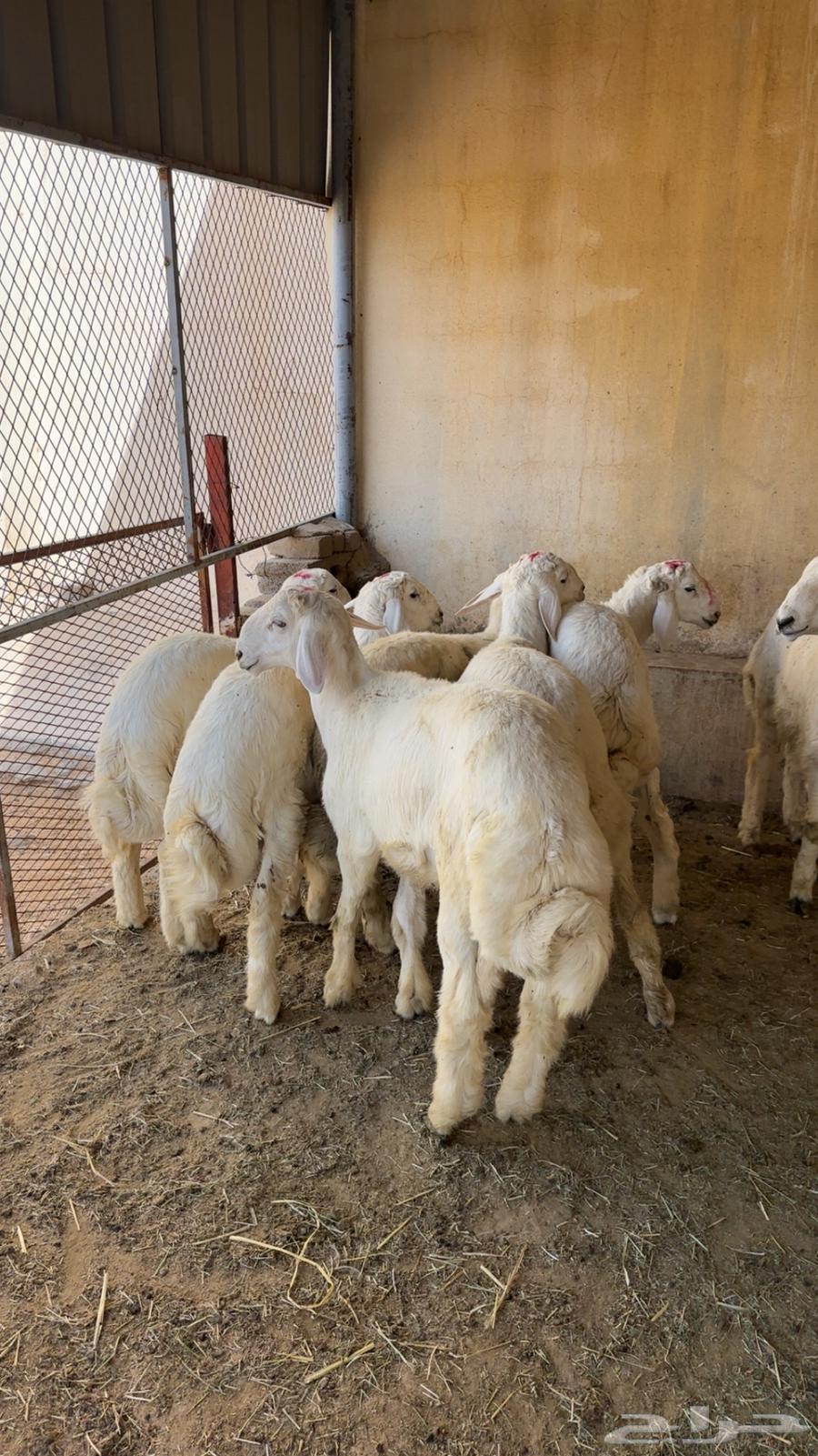 طليان للمناسبات64551905235074112