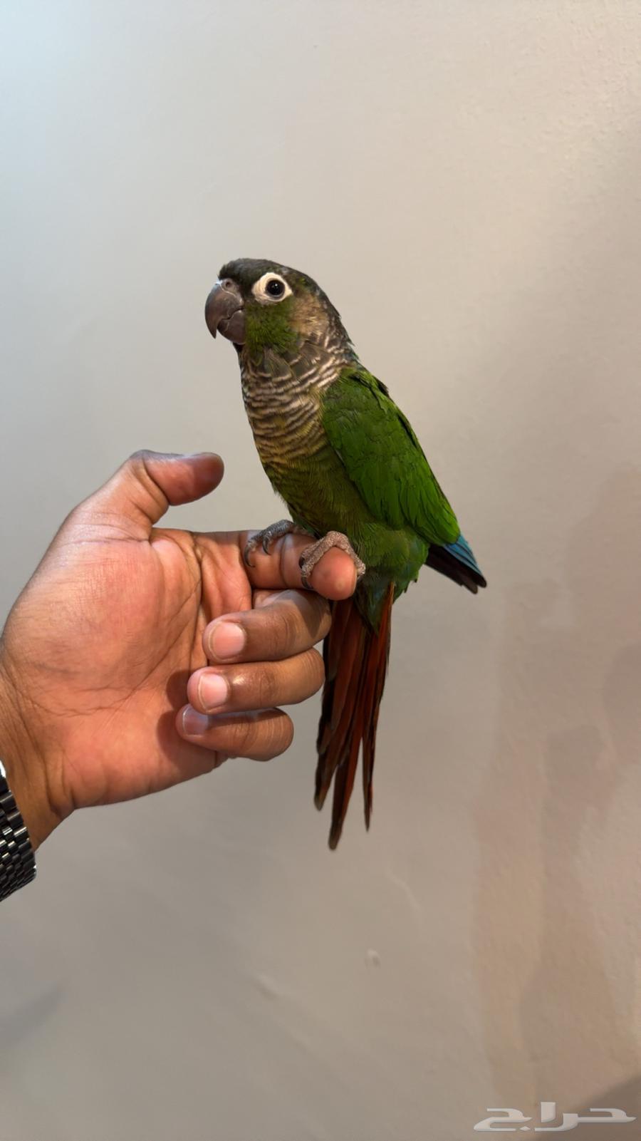 كنيور قرين شيك .تم البيع64552816806657110